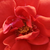 Red - Miniature rose - Flirting™